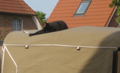 Kater auf der Plane
