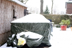Schneefalter 1