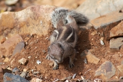 Streifenhörnchen