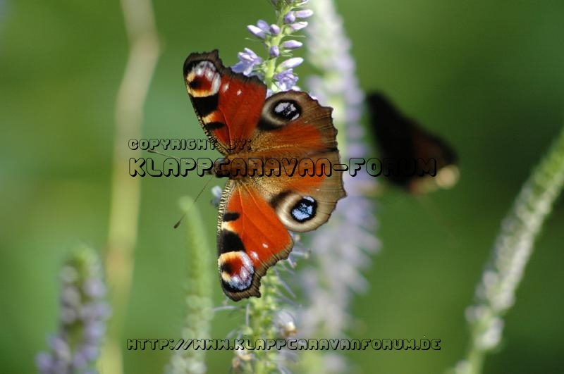 Kalenderbild 2014 (47)